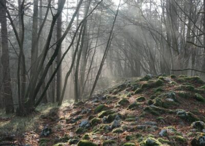 Pripovedovalski festival v Mitskem parku v Rodiku in oddaja na radiu ARS